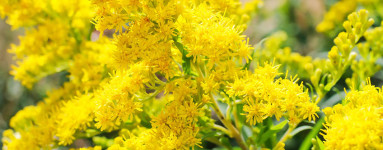 Zlatobyľ (Solidago virgaurea)